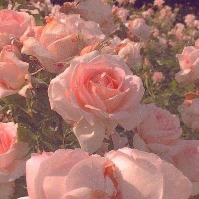 Secret Garden's Enchanted Bloom Medley